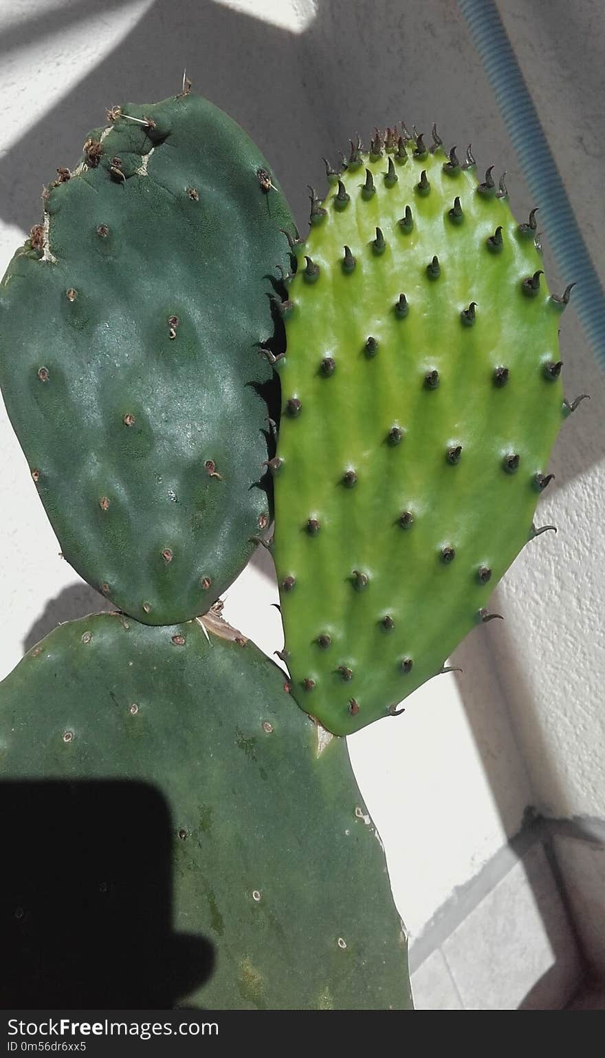 Barbary Fig, Eastern Prickly Pear, Cactus, Nopalito