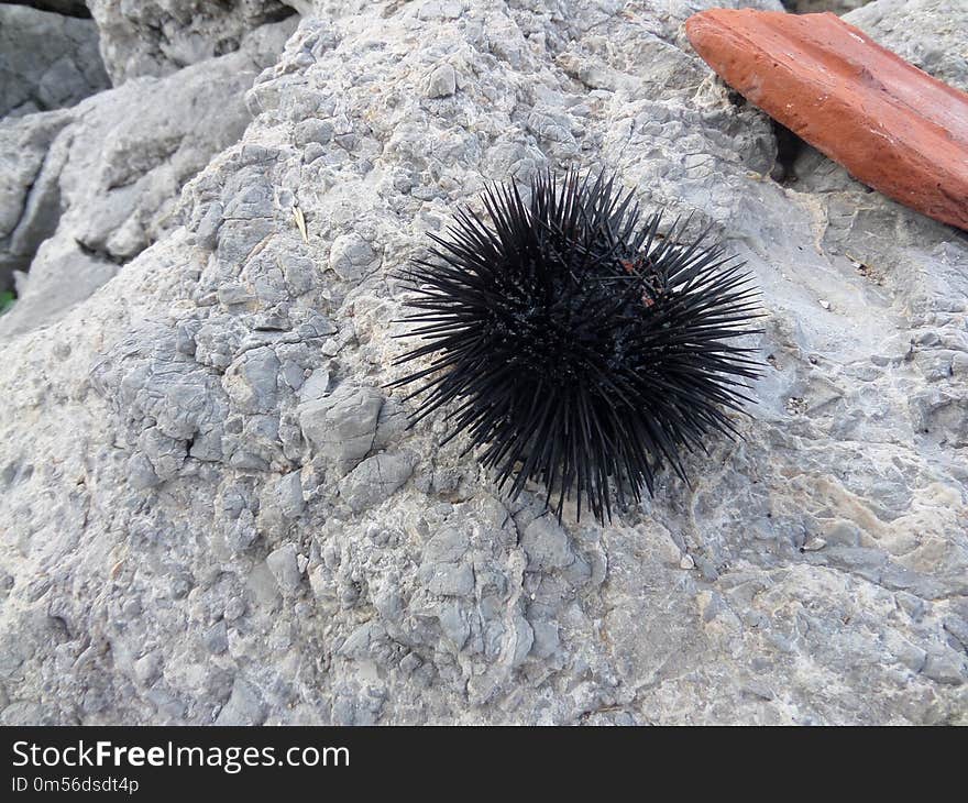 Porcupine, Invertebrate, Sea Urchin, Rock