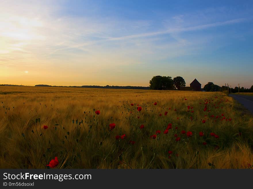 Field, Sky, Ecosystem, Prairie