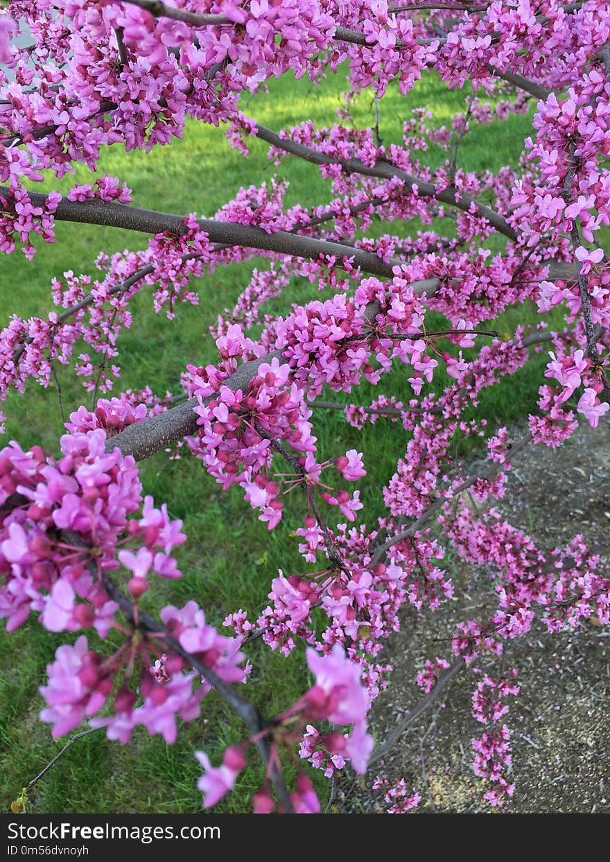 Plant, Flower, Flowering Plant, Spring