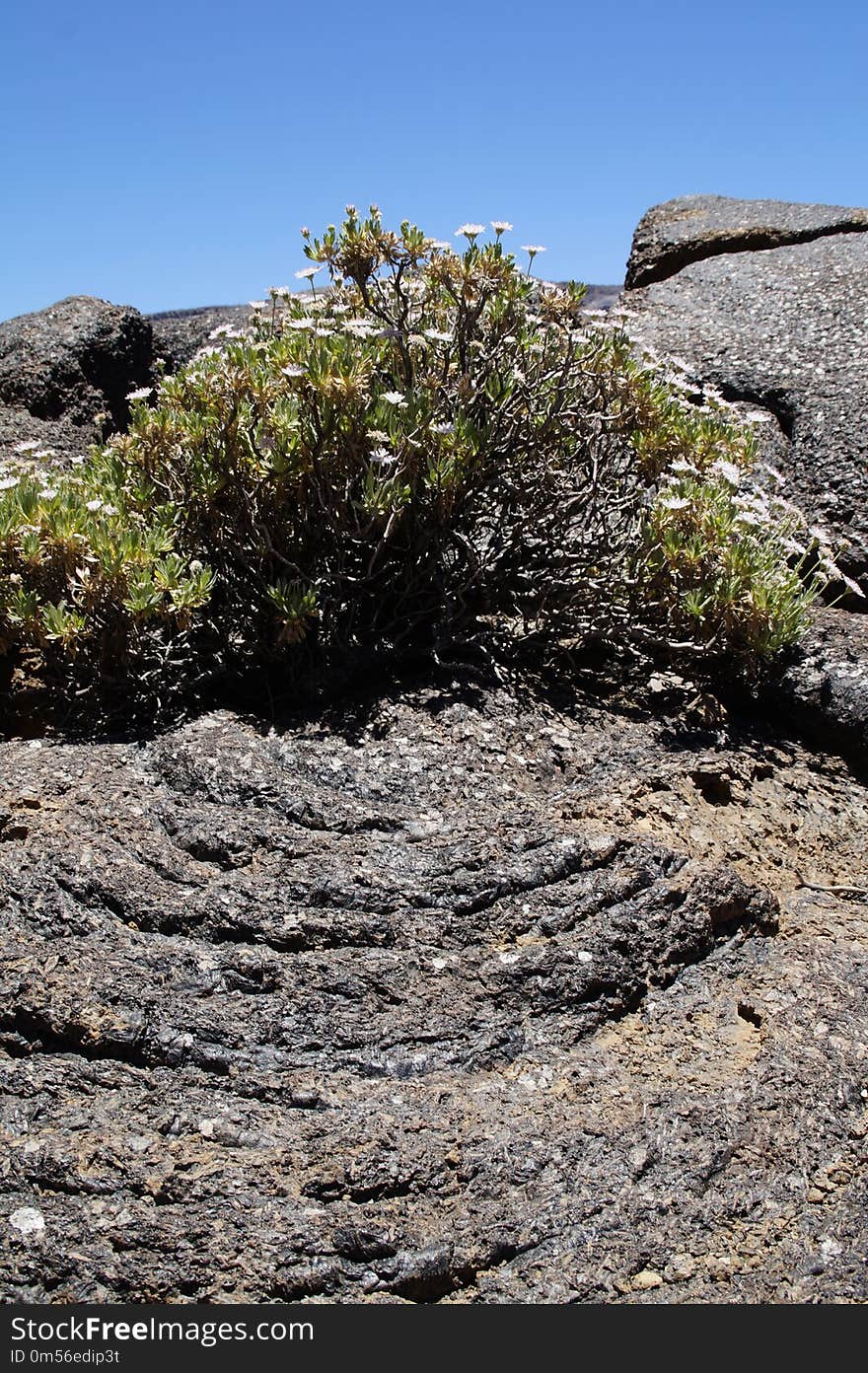 Rock, Vegetation, Tree, Flower