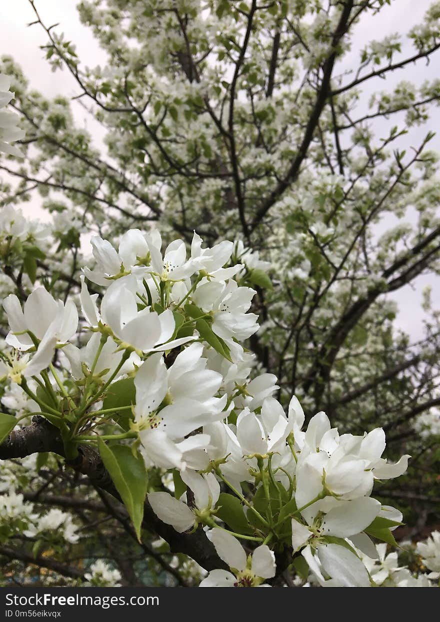 Flower, Plant, White, Flowering Plant