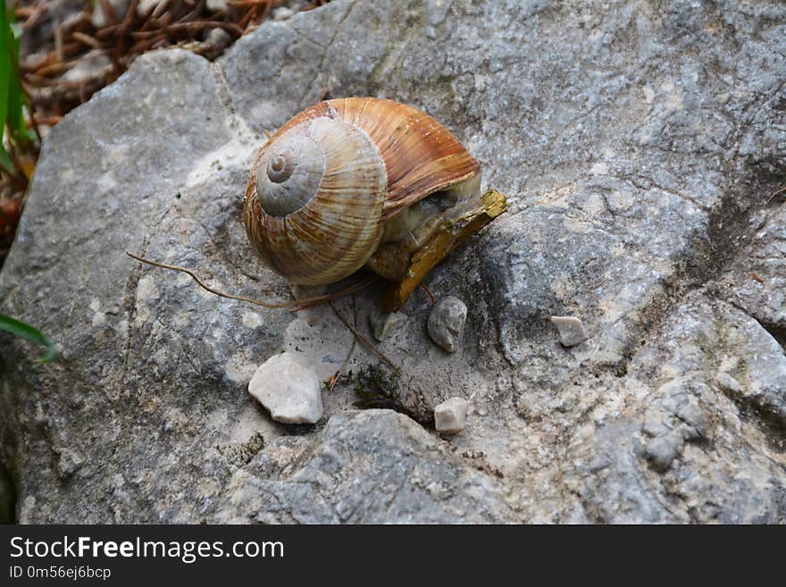 Snail, Snails And Slugs, Terrestrial Animal, Invertebrate