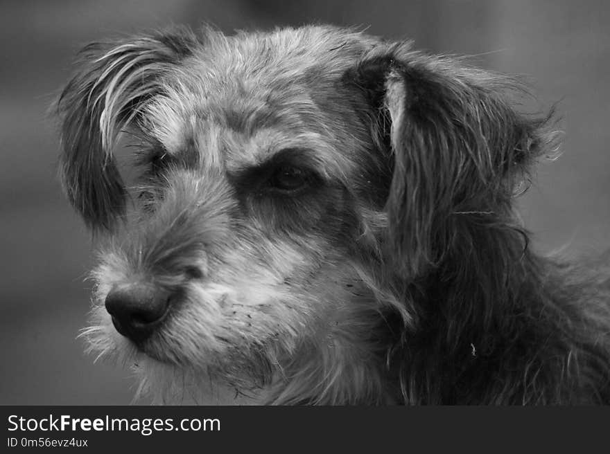 Dog, Black And White, Dog Like Mammal, Dog Breed