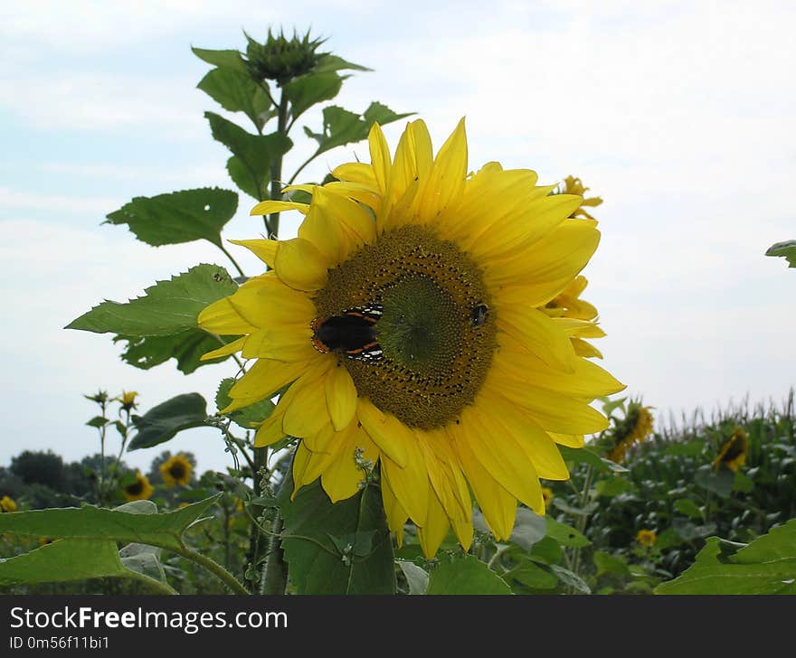 Sunflower, Flower, Yellow, Sunflower Seed