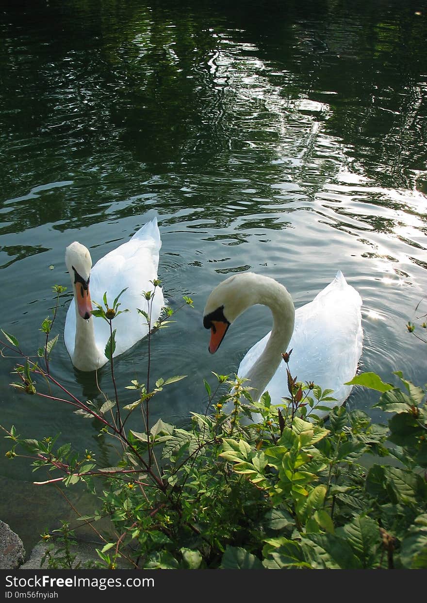 Bird, Water, Swan, Pond