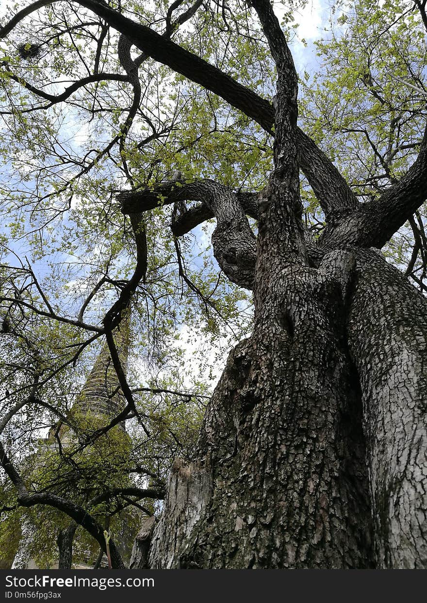 Tree, Branch, Woody Plant, Plant