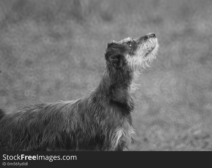 Black And White, Dog Like Mammal, Dog Breed, Dog