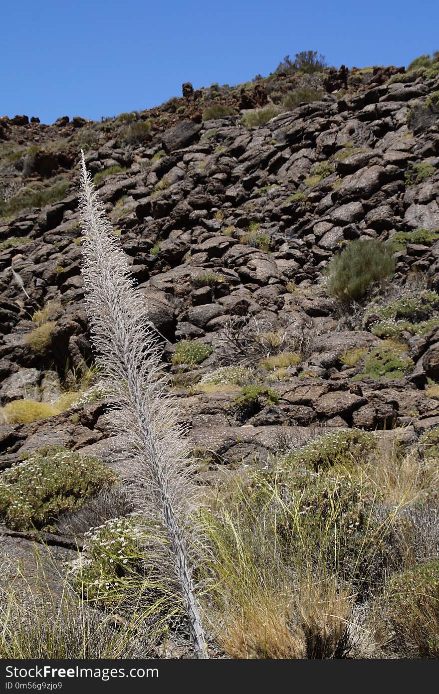 Chaparral, Vegetation, Shrubland, Wilderness