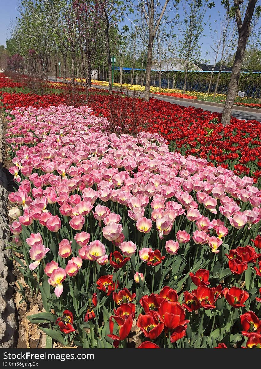 Flower, Plant, Flowering Plant, Botanical Garden