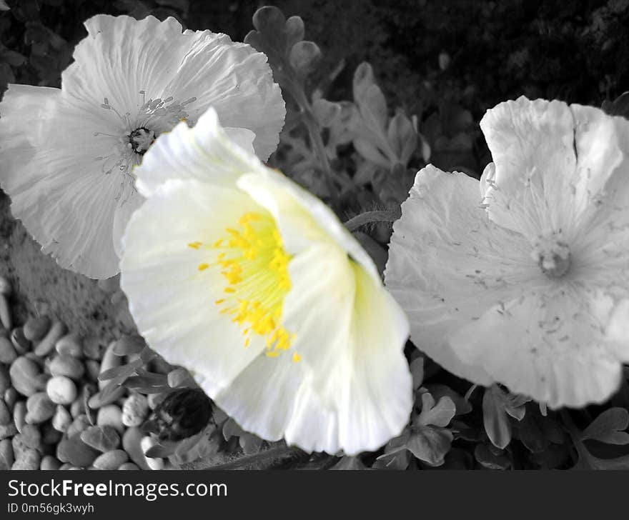 Flower, White, Black And White, Yellow