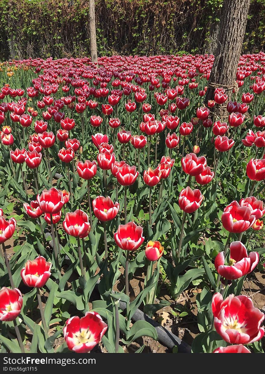 Flower, Plant, Flowering Plant, Tulip