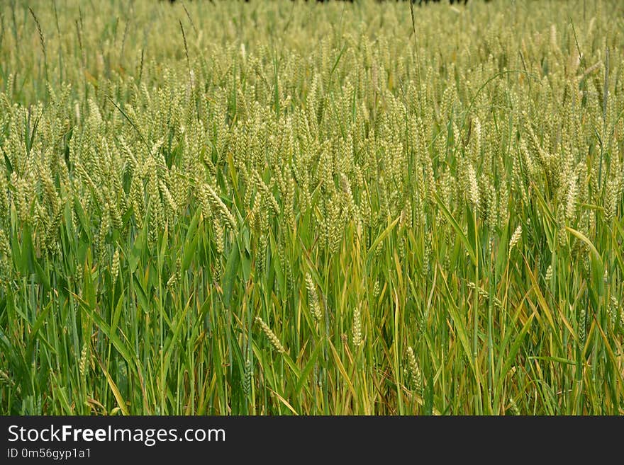 Crop, Grass, Food Grain, Grass Family