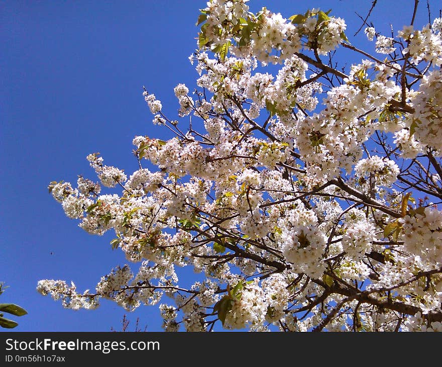 Sky, Blossom, Plant, Spring