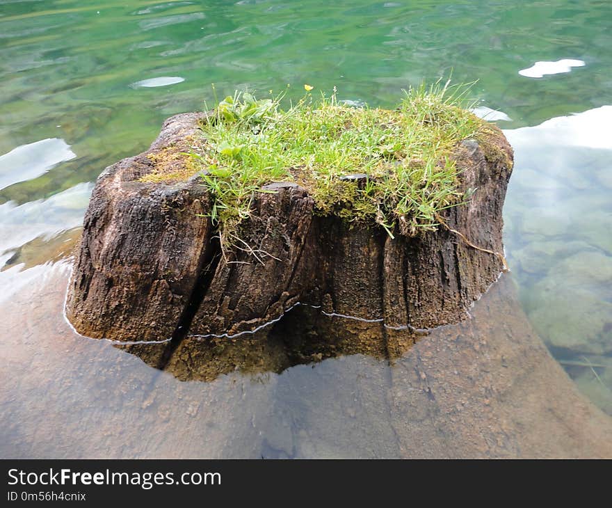 Water, Rock, Plant, Tree