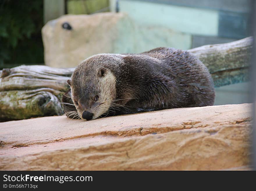 Otter, Mammal, Fauna, Mustelidae