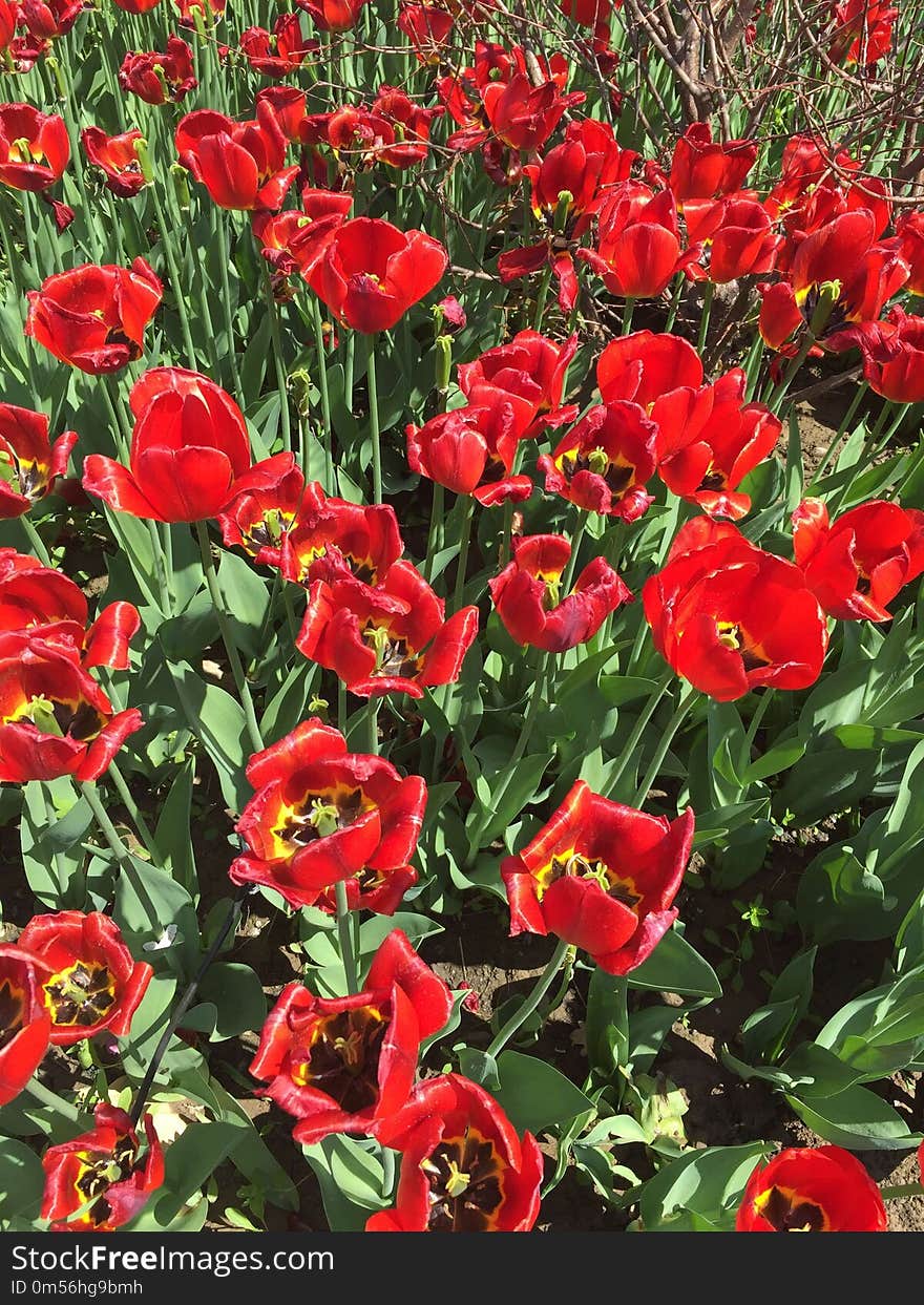 Flower, Plant, Tulip, Flowering Plant