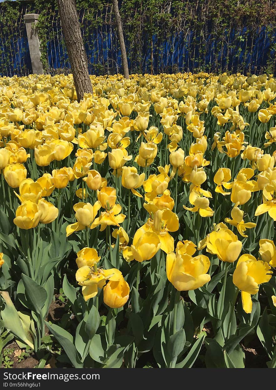 Flower, Plant, Flowering Plant, Yellow