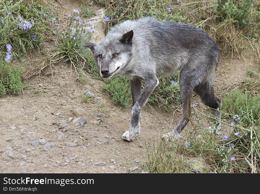 Wildlife, Fauna, Wolf, Dog Like Mammal