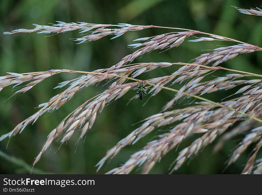 Grass Family, Grass, Plant, Phragmites