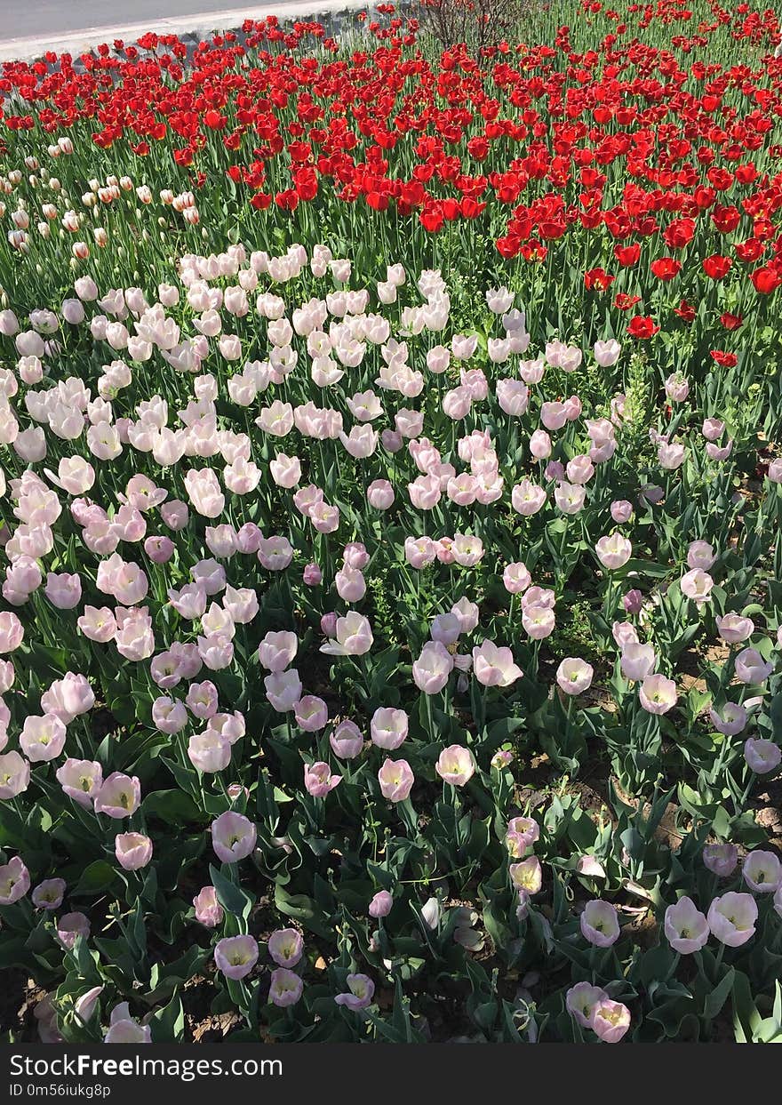 Flower, Plant, Flowering Plant, Field