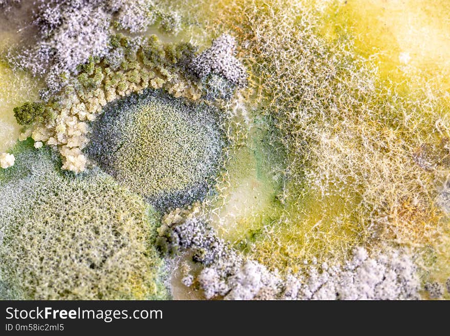 Colony Characteristics of Fungus and algae in petri dish for education.