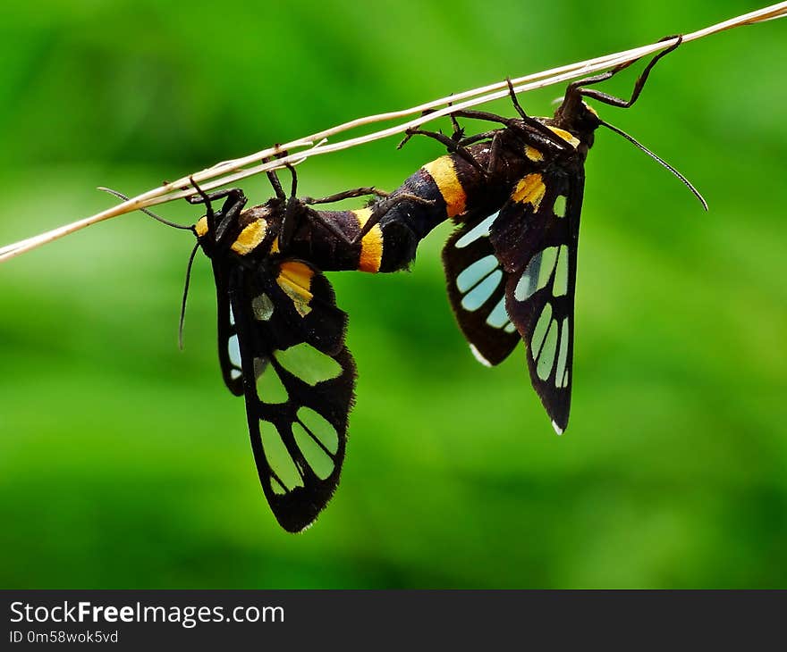 The Two Butterflies Are Mating On The Plant