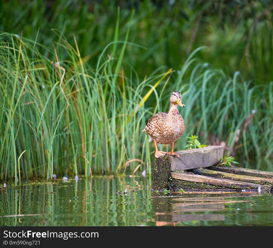 Gadwall stands on orange legs on a floating wooden pallet and lo