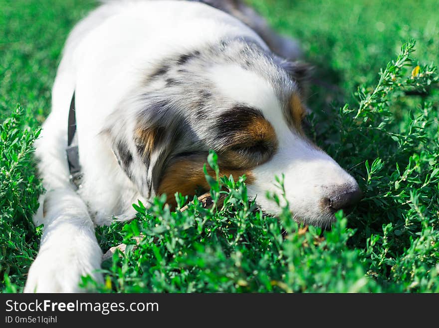 The Australian shepherd has a rest in nature. posing at the camera