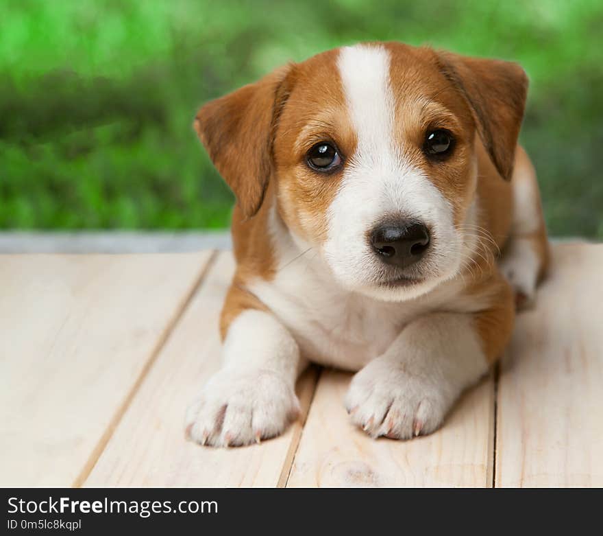 Jack Russell Terrier puppy outdoors lies on wood floor.