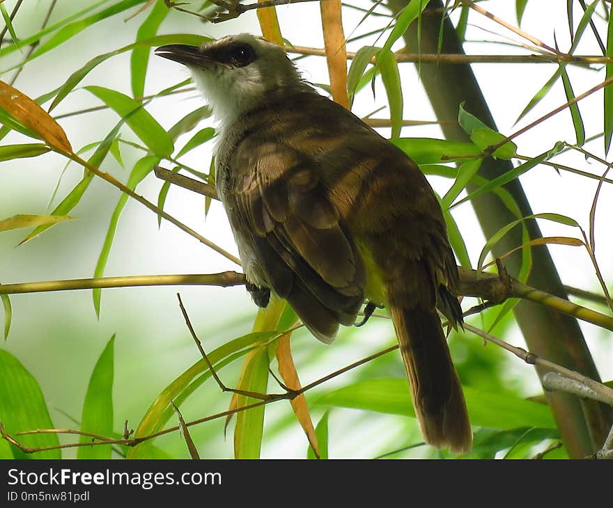 Bird, Fauna, Beak, Bulbul