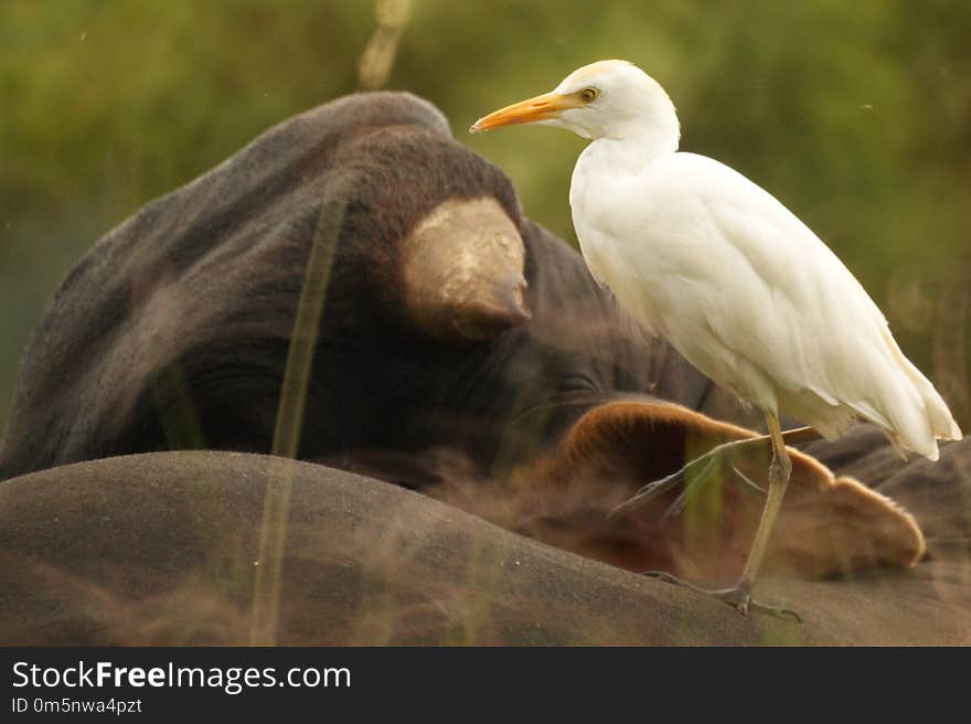 Bird, Beak, Ecosystem, Egret