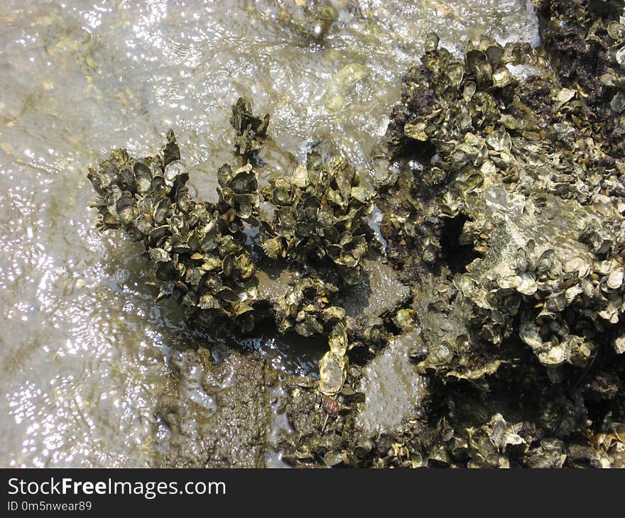 Water, Mineral, Rock, Seaweed