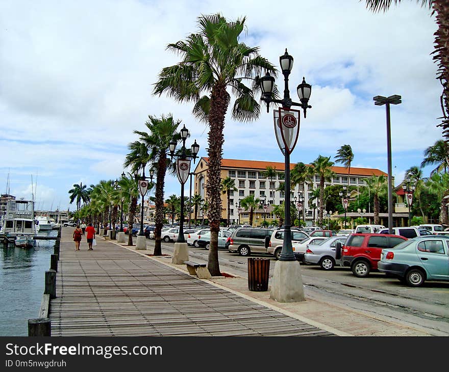 Tree, Palm Tree, Arecales, Sky