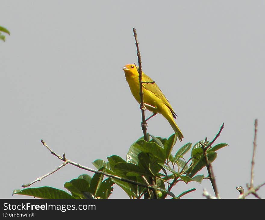 Bird, Fauna, Beak, Finch