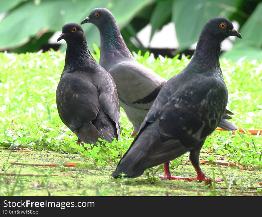 Bird, Fauna, Beak, Pigeons And Doves