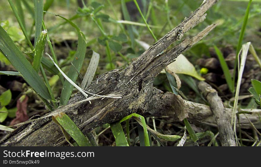 Plant, Grass, Flora, Grass Family