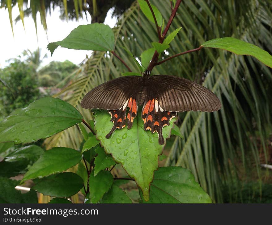 Butterfly, Moths And Butterflies, Insect, Invertebrate