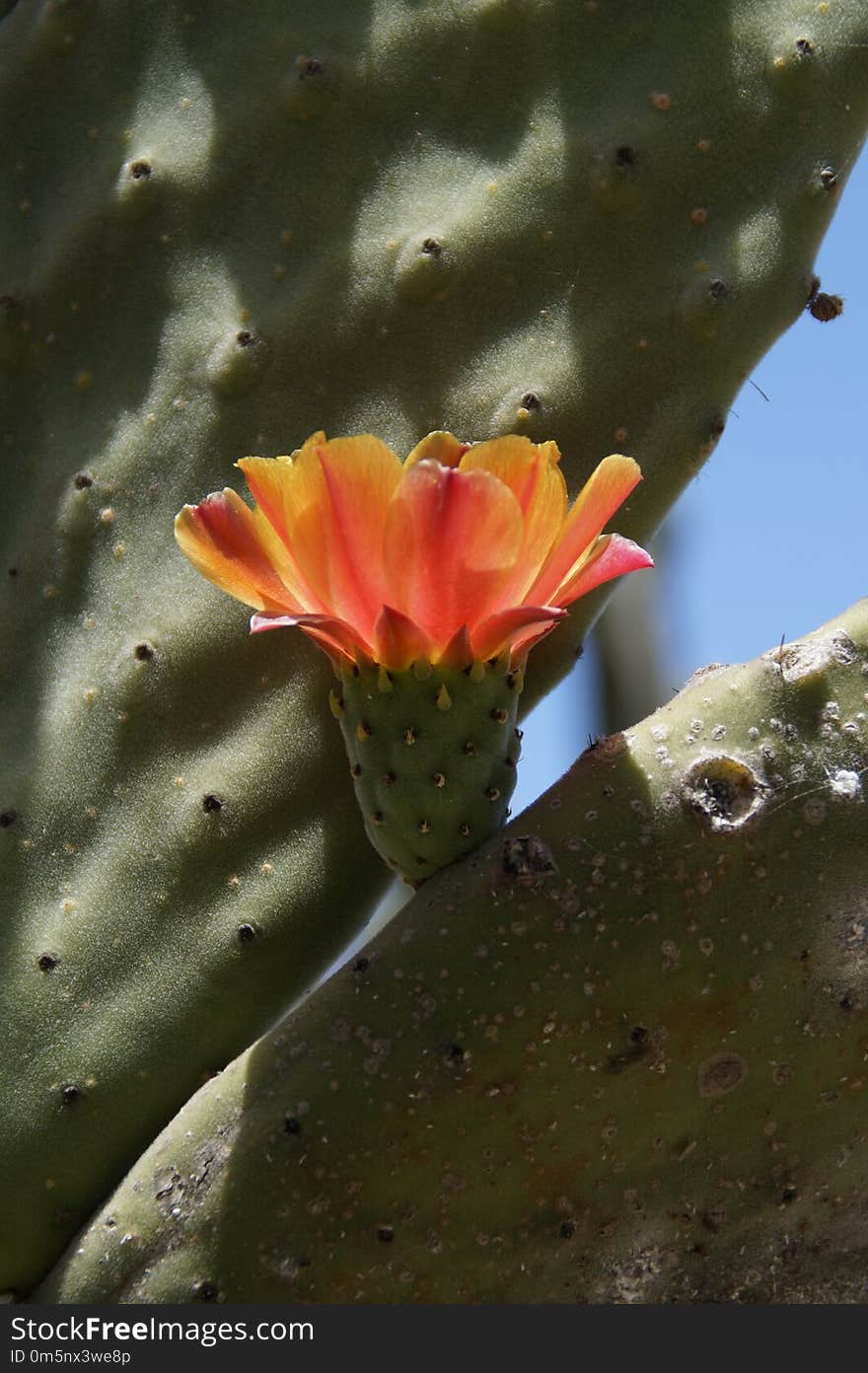 Plant, Flora, Vegetation, Close Up