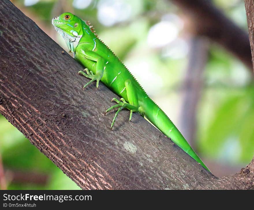 Reptile, Fauna, Iguana, Lizard