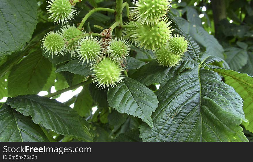 Vegetation, Leaf, Plant, Branch