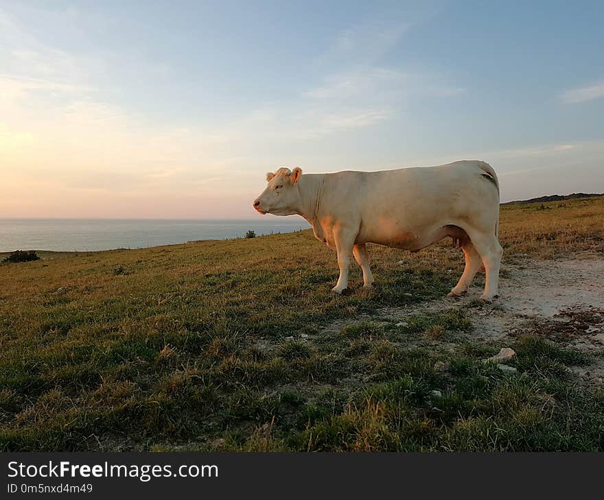 Cattle Like Mammal, Grassland, Pasture, Sky