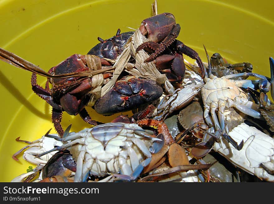 Seafood, Crab, Decapoda, Dungeness Crab