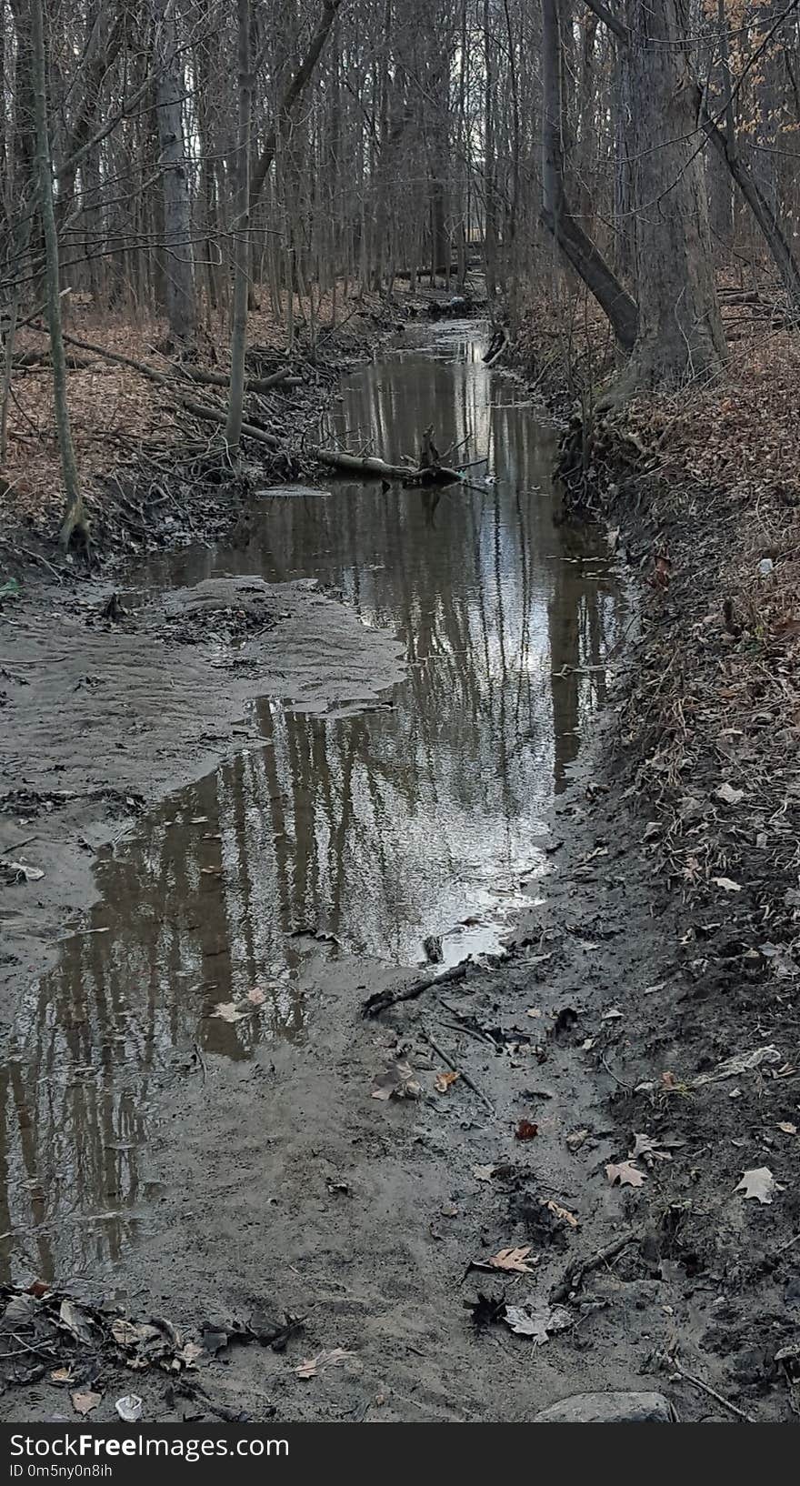 Water, Reflection, Tree, Woodland