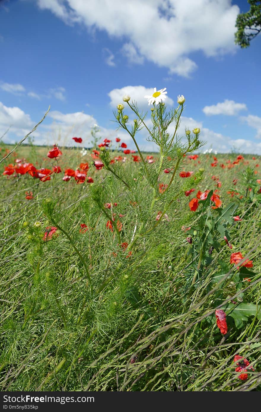 Flower, Ecosystem, Vegetation, Wildflower