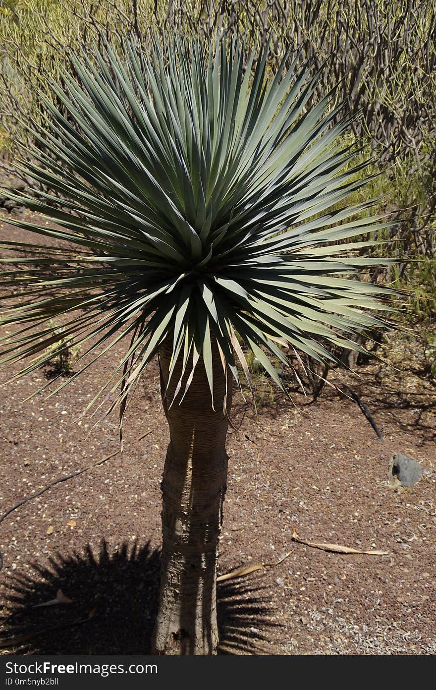 Plant, Vegetation, Flora, Arecales