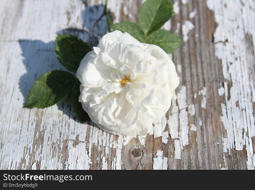 White, Flower, Rose Family, Rose