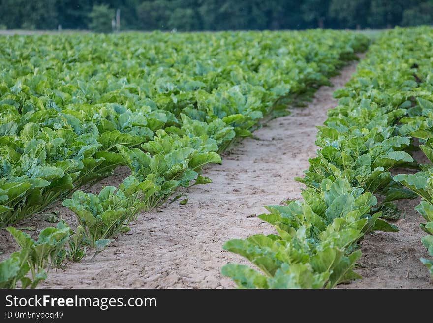 Agriculture, Crop, Field, Leaf Vegetable