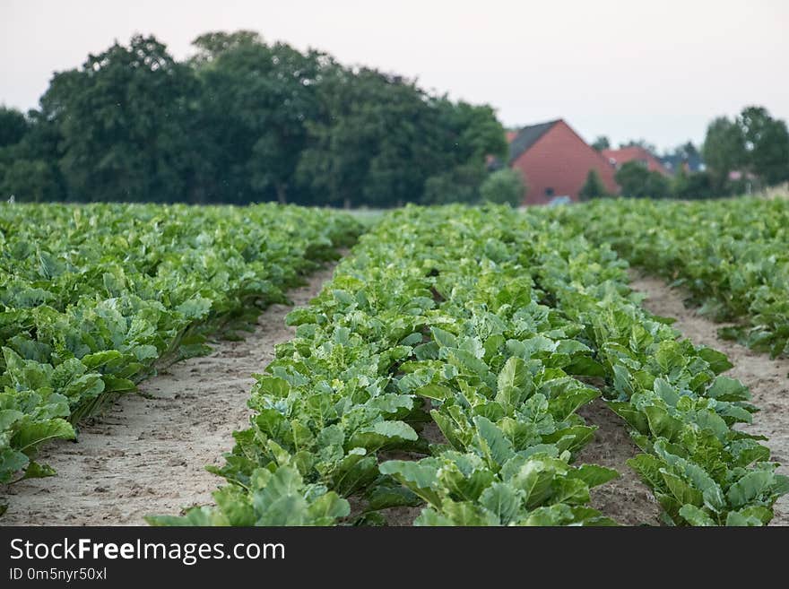 Agriculture, Field, Crop, Leaf Vegetable