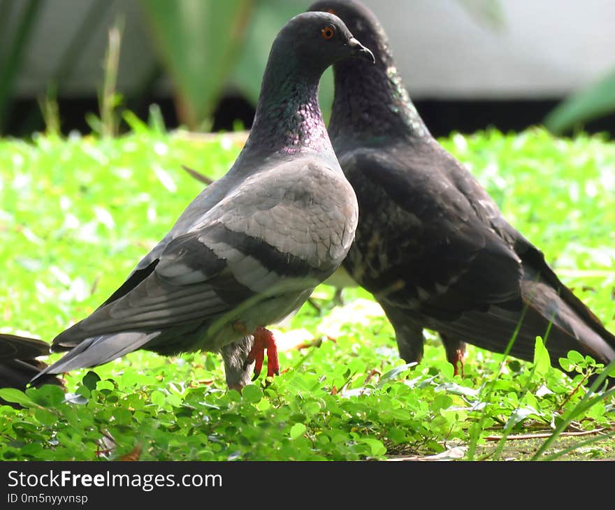 Bird, Fauna, Beak, Pigeons And Doves